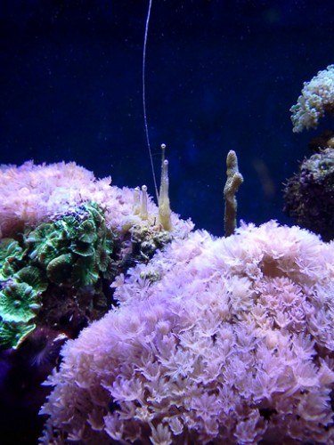 Oversigts billede...