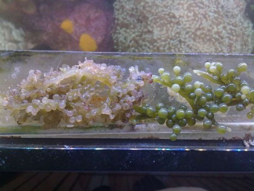 og her ka foreskellen ses på dem der er gået i formering