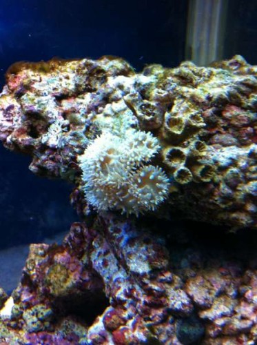 IMG_0307.JPG (43.31 KiB) Vist 1001 gange 1