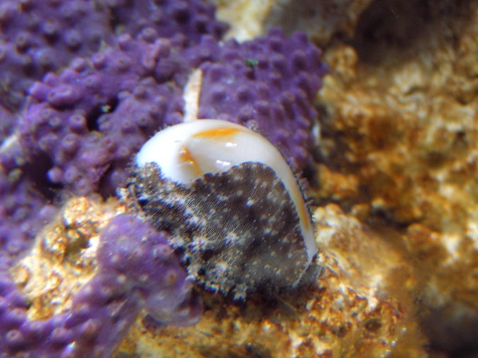 snegl.jpg