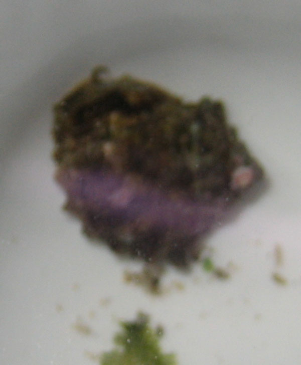 Ved godt det ikke er fantastisk billede men det er taget ned i en balje.