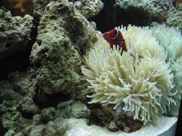 anemone.jpg