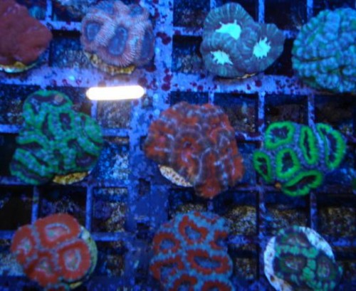 Acan supercolor.JPG