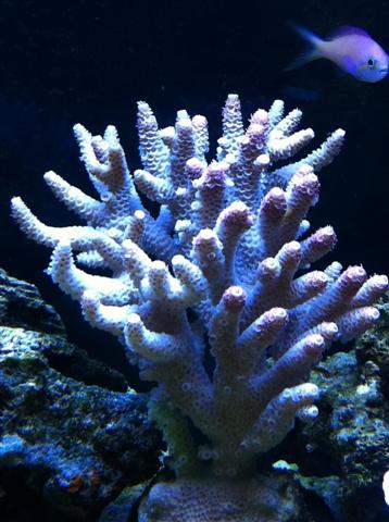 STN Millepora.JPG