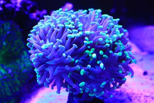 Euphyllia Paraancora