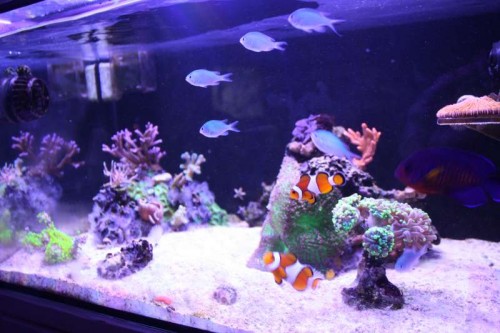 FTS 1