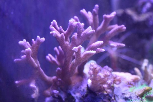 Lilla Montipora Digitata