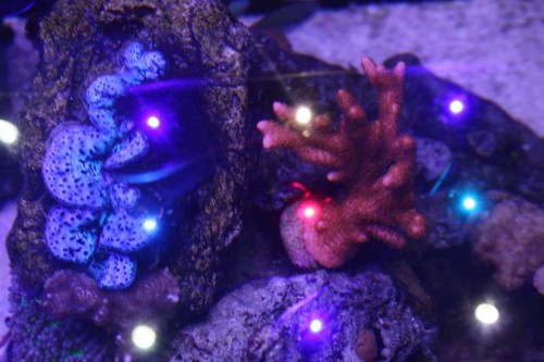 Tridacna Maxima og rød Montipora Digitata