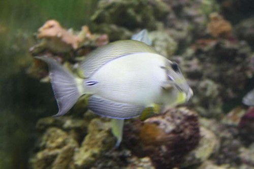 Maculiceps lettere sur pga ny ankommet acanthurus kirurg:)