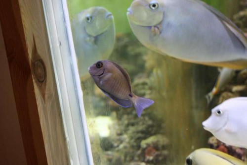acan chirugus.JPG