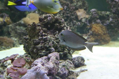 acan mata.JPG