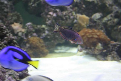 False leopard wrasse