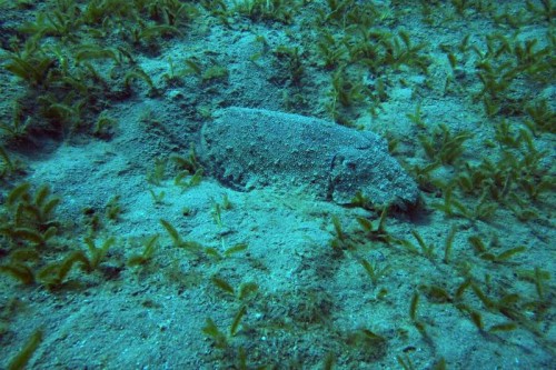 Cuttlefish
