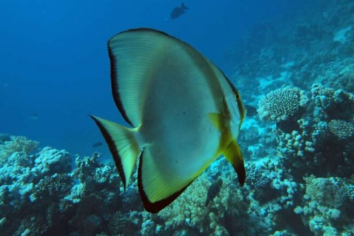 Batfish