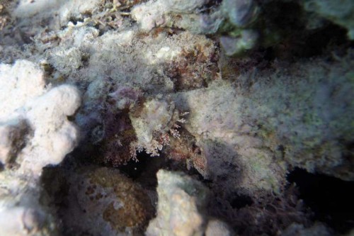 Skorpionfish