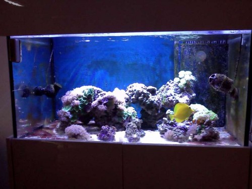 Full shot af akvarie, hvor de 2 pumper ses pege opad...