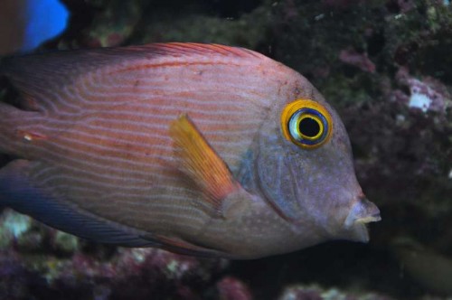 DSC_6544a.jpg
