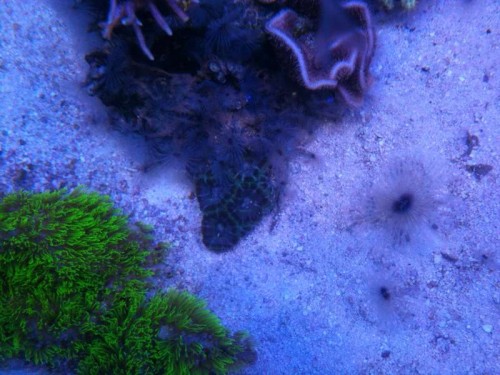 Acanthastrea &quot;Blue Lagoon&quot;