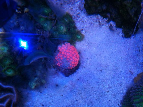 Pink Goniopora - polypperne er ikke ude, men man får et billede af, hvor pink den egentlig er!