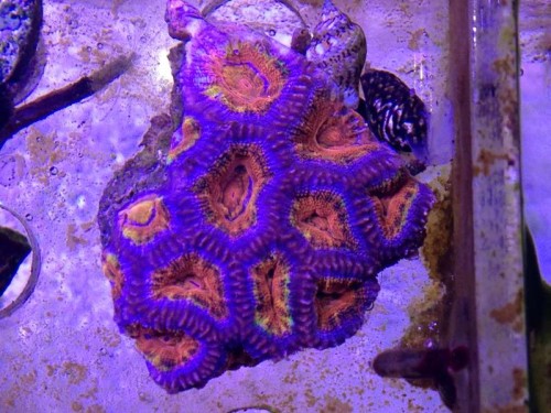 Closeup af Rainbow Acan
