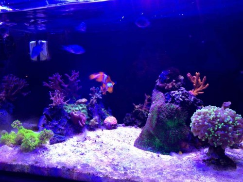 FTS