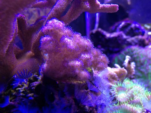 Polypudfoldelse på min yndlingskoral lige pt.; Pocillopora damicornis