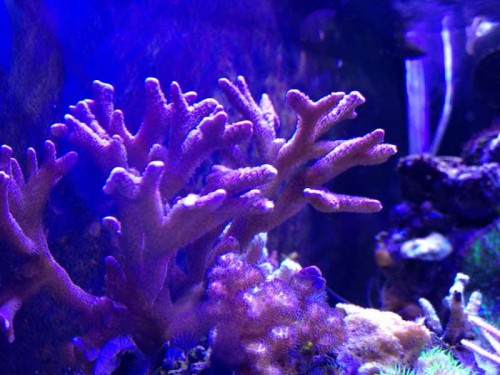 Montipora digitata og Pocillopora damicornis