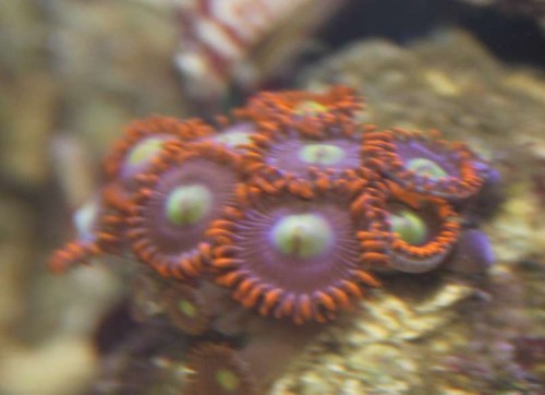 Zoa