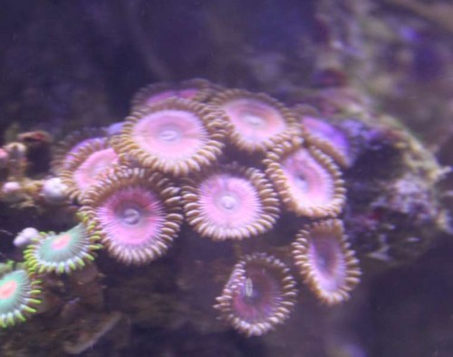Pink Zoa