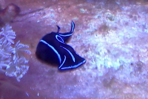 IMG20111017_001-WEB.jpg (38.15 KiB) Vist 1339 gange Planarie spisende snegl...