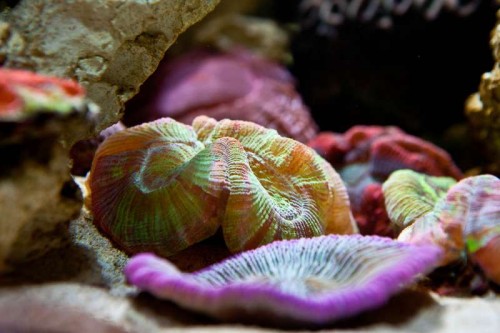 Decocean showbalje januar (23 of 46).jpg