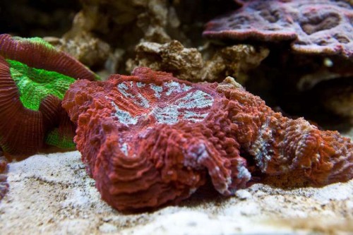 Decocean showbalje januar (21 of 46).jpg