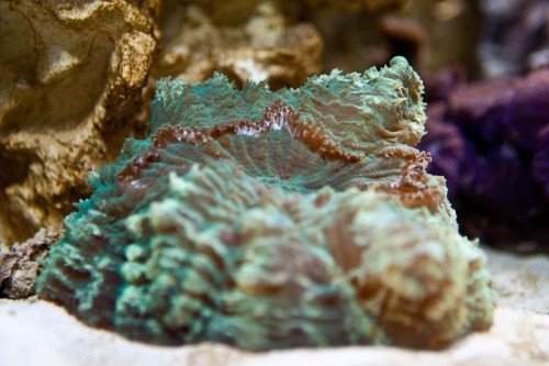 Decocean showbalje januar (3 of 46).jpg