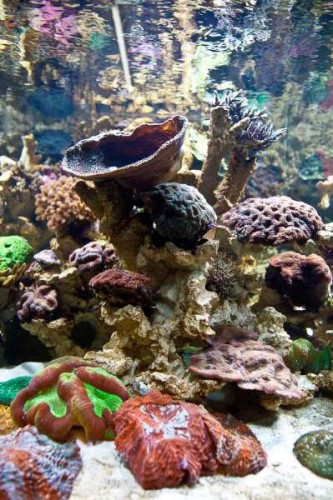 Decocean showbalje januar (45 of 46).jpg