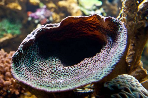 Decocean showbalje januar (33 of 46).jpg