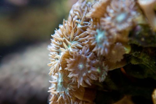 Decocean showbalje januar (29 of 46).jpg