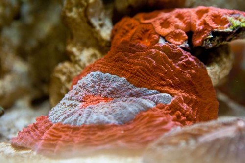 Decocean showbalje januar (26 of 46).jpg