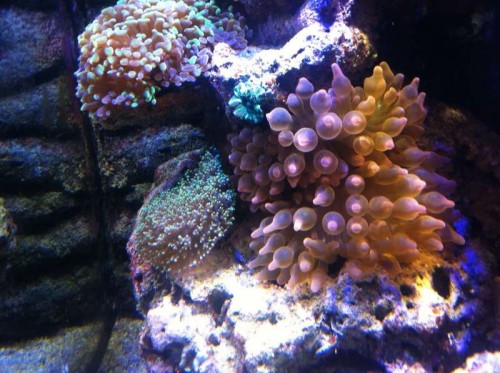 Bubletip Anemone.jpg