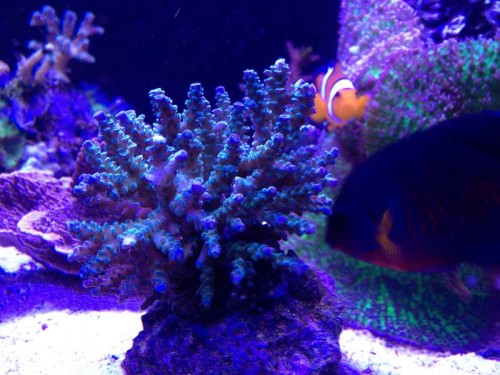Acropora