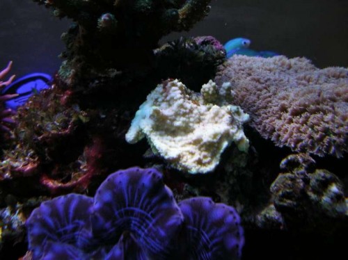 En meget trist Montipora &quot;Reverse Pokerstar&quot; og Cyano på retur