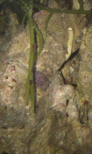 IMAG0489.jpg (23.11 KiB) Vist 1411 gange Rødligt hoved og en snegle krop.