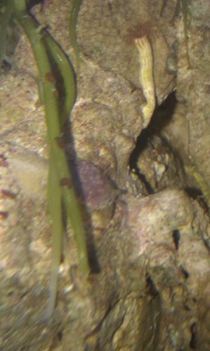 IMAG0490.jpg (24.37 KiB) Vist 1411 gange Her er et lidt tættere på.