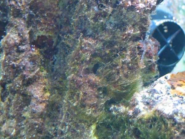 16-1-07-alger.jpg