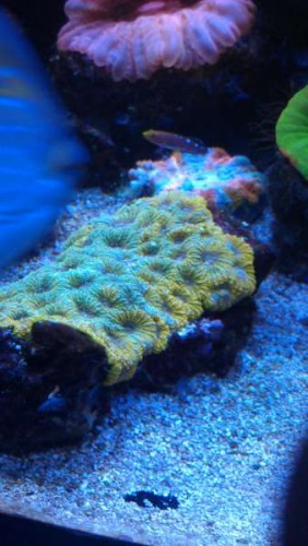 Acan