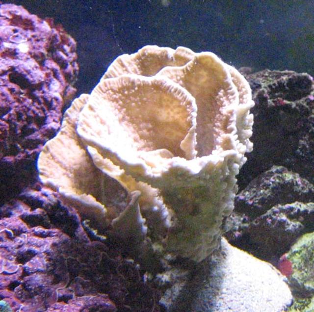 Montipora