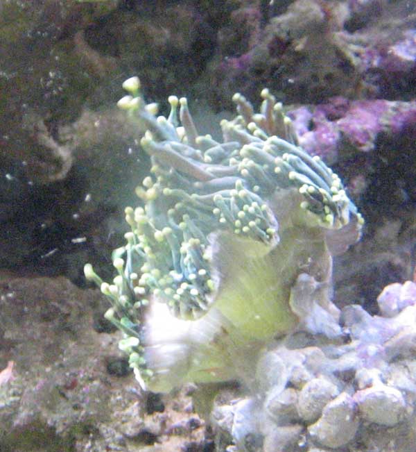 Euphylia