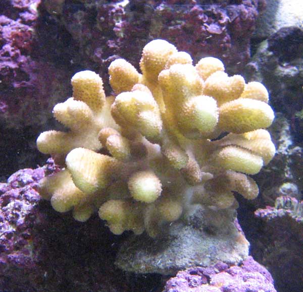 Stylophora