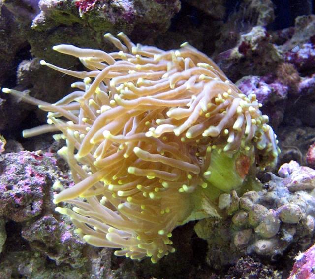 Euphylia
