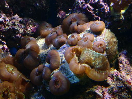 Skiver efter fodring