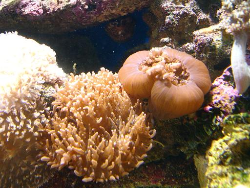 skiver efter fodring